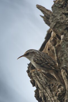 Short-toed treecreeper (Certhia brachydactyla), Emsland, Lower Saxony, Germany