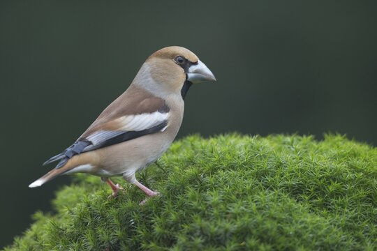 Hawfinch (Coccothraustes coccothraustes), Emsland, Lower Saxony, Germany