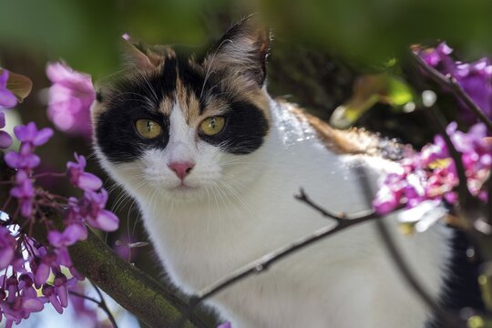 European shorthair, felidae (Felis catus), tricolour, sitting on flowering Judas tree, Baden-W&uuml;rttemberg, Germany
