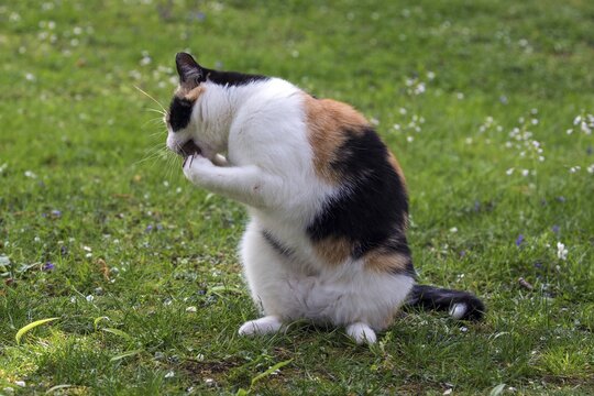 European shorthair, felidae (Felis catus), tricolour, sitting in the grass with mouse in mouth, Baden-W&uuml;rttemberg, Germany
