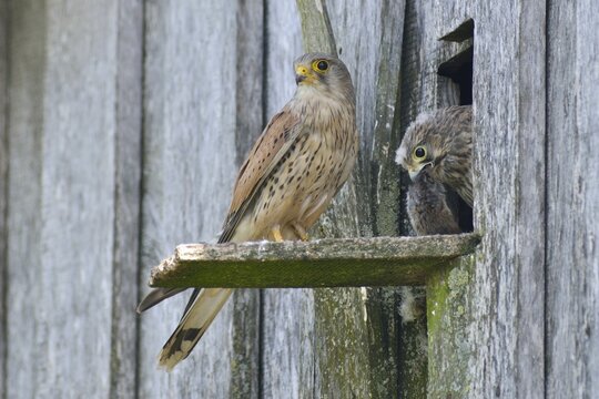 Common kestrel (Falco tinnunculus), handing over a mouse to a young bird, Emsland, Lower Saxony, Germany
