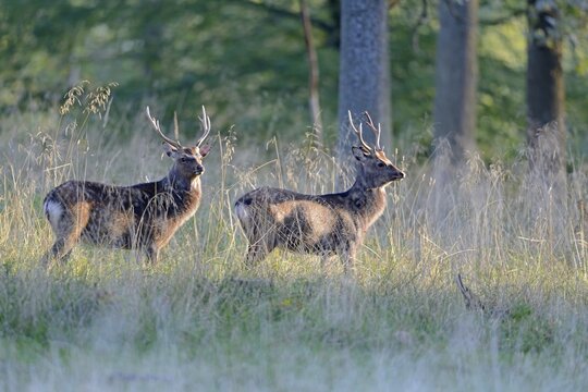 Sika deers (Cervus nippon), J&auml;gersborg, Denmark