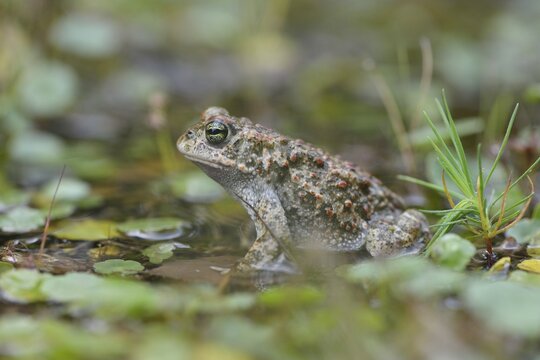 Natterjack toad (Bufo calamita), Emsland, Lower Saxony, Germany