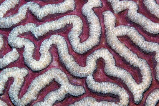 Stony coral (Symphyllia agaricia), with indented polyps, Banda Sea, Pacific Ocean, Saparua, Island, Moluccas, Indonesia
