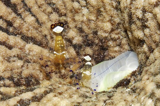 Pair of mate shrimps (Periclimenes brevicarpalis), juvenile form, at the mouth of sticky anemone (Cryptodendrum adhaesivum), Banda Sea, Pacific Ocean, Saparua, Island, Moluccas, Indonesia