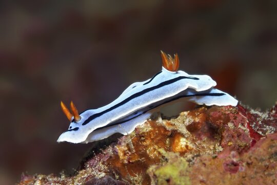 Magnificent star snail (Chromodoris lochi), Opisthobranchia, crawling over coral, Banda Sea, Pacific Ocean, Saparua, Island, Moluccas, Indonesia