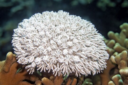 Small Xenia coral (Xenia sp.), Banda Sea, Pacific Ocean, Saparua, Island, Moluccas, Indonesia