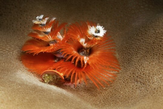 Christmas tree worm (Spirobranchus giganteus), red, Banda Sea, Pacific Ocean, Saparua, Island, Moluccas, Indonesia