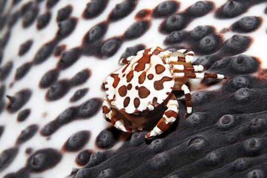 Harlequin swimming crab (Lissocarcinus laevis), with eggs on sea cucumber, Banda Sea, Pacific Ocean, Saparua, Island, Moluccas, Indonesia