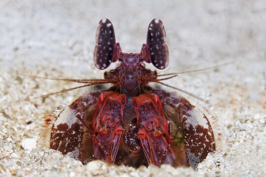 Spear mantis shrimp (Lysiosquillina lisa), sitting in its hole in the sandy bottom, Banda Sea, Pacific Ocean, Saparua, Island, Moluccas, Indonesia