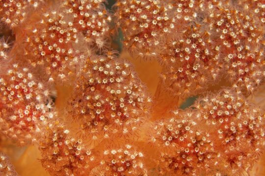 Polyps Soft coral (Umbelluli fera sp.), Banda Sea, Pacific Ocean, Saparua, Island, Moluccas, Indonesia