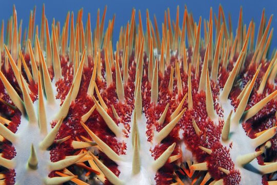 Detail, crown-of-thorns starfish (Acanthaster planci), spines, crown-of-thorns starfish, detail, poisonous, Banda Sea, Pacific Ocean, Saparua, Island, Moluccas, Indonesia
