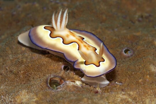 Goniobranchus coi (Chromodoris coi), Opisthobranchia, nudibranch, crawls over stony coral, Banda Sea, Pacific Ocean, Saparua, Island, Moluccas, Indonesia