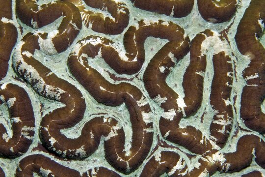Detail, brain coral, stone coral (Symphyllia recta), detail, graphic structure, Banda Sea, Pacific Ocean, Saparua, Island, Moluccas, Indonesia