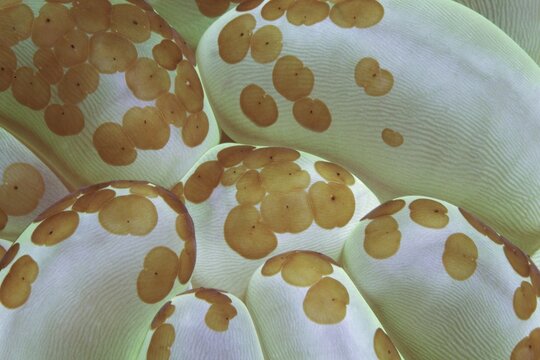 Detail of bubble coral (Plerogyra sinuosa), with small coral whirl worms (Waminosa sp.), Banda Sea, Pacific Ocean, Saparua, Island, Moluccas, Indonesia