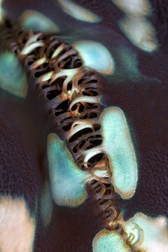 Detail, inflow opening, mussel flesh of a giant clam (Tridacna sp.), Banda Sea, Pacific Ocean, Saparua, Island, Moluccas, Indonesia