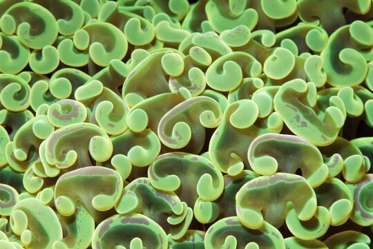 Detail, hammer coral (Euphyllia ancora), green, Banda Sea, Pacific Ocean, Saparua, Island, Moluccas, Indonesia
