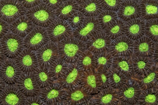 Detail of stony coral with indented polyps (Favia speciosa), green, Banda Sea, Pacific Ocean, Saparua, Island, Moluccas, Indonesia