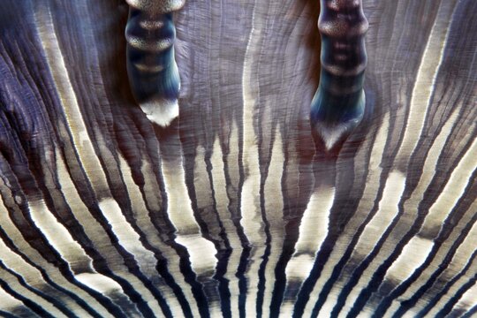 Beaded anemone (Heteractis aurora), detail, Banda Sea, Pacific Ocean, Saparua, Island, Moluccas, Indonesia