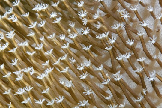 Polyps of a leather coral (Sarcophyton sp.), Banda Sea, Pacific Ocean, Saparua, Island, Moluccas, Indonesia