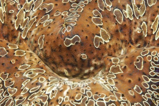 Detail, mussel meat of a giant clam (Tridacna sp.), Banda Sea, Pacific Ocean, Saparua, Island, Moluccas, Indonesia
