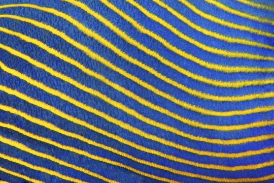 Scale, Detail, emperor angelfish (Pomacanthus imperator), yellow, blue, Banda Sea, Pacific Ocean, Saparua, Island, Moluccas, Indonesia