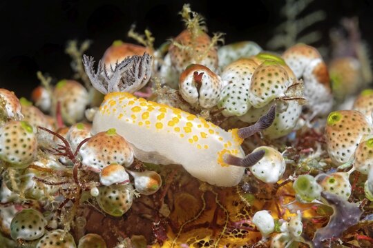 Yellow-spotted star snail (Cadlinella sp.) Nudibranch, Opisthobranchia, crawls between sea squirts, Banda Sea, Pacific Ocean, Saparua, Island, Moluccas, Indonesia