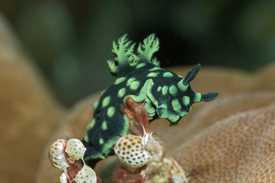Variable neon slug (Nembrotha kubaryana), eats sea squirts, Banda Sea, Pacific Ocean, Saparua, Island, Moluccas, Indonesia