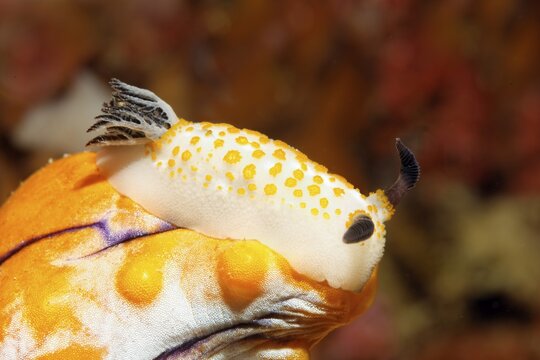 Yellow-spotted star snail (Cadlinella sp.) Nudibranch, Opisthobranchia, crawls over sea sheath, Banda Sea, Pacific Ocean, Saparua, Island, Moluccas, Indonesia