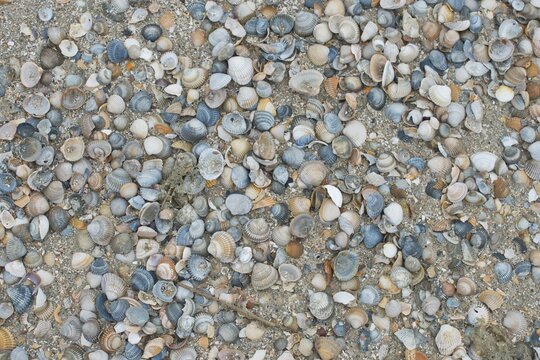 Mussel shells, common cockle (Cerastoderma edule) on the beach, Langeoog, Lower Saxony, Germany