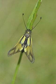 Dragonfly butterfly minnow (Libelloide coccajus), Baden-W&uuml;rttemberg, Germany