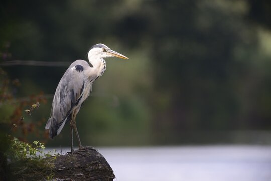 Grey heron (Ardea cinerea), Emsland, Lower Saxony, Germany