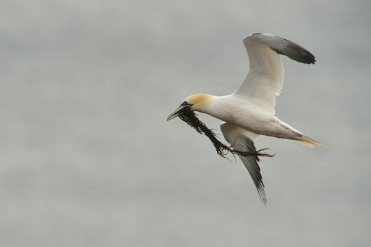 Northern gannet (Morus bassanus), flying with nesting material, Helgoland, Germany
