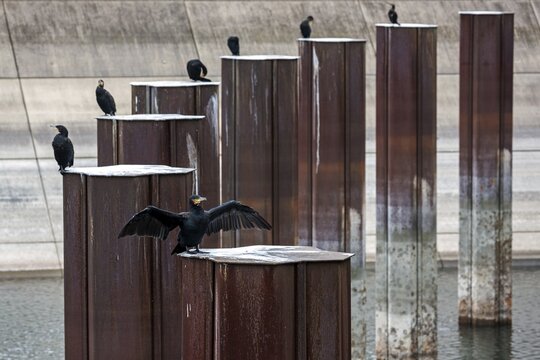 Great cormorants (Phalacrocorax carbo) sitting on iron posts, Inner Harbour, Duisburg, Ruhr Area, North Rhine-Westphalia, Germany
