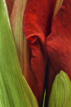 Red amaryllis, detail of an unopened flower (Amaryllidaceae), macro photo, Baden-W&uuml;rttemberg, Germany