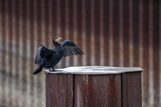 Great cormorant (Phalacrocorax carbo) sitting on iron post with wings spread, Inner harbour, Duisburg, Ruhr area, North Rhine-Westphalia, Germany