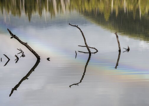 Branches sticking out of the water, rainbow reflected in the lake, Sparks Lake, Oregon, USA