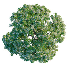Fototapeta premium Alstonia scholaris tree plan, top view, cutout, transparent background, isolate, Detailed Close-Up of Lush Green Foliage with Intricate Details, Ideal for Nature Themes