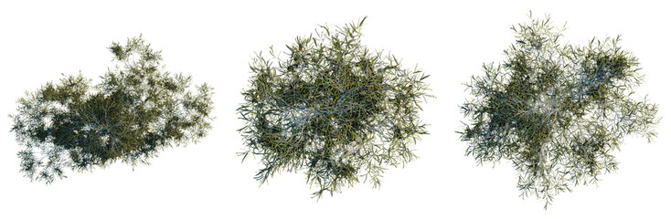 Fototapeta premium Eucalyptus Globulus tree plan, top view, cutout, transparent background, isolate, Detailed close-up of a lush green fern plant texture, high resolution, perfect for nature backgrounds