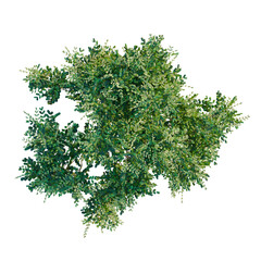 Obraz premium Cupaniopsis anacardioides tree plan, top view, cutout, transparent background, isolate, Vibrant green foliage background with dense leaf texture, nature wallpaper