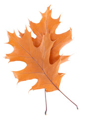 Obraz premium Oak leaf isolated on white background. Yellow autumn oak leaves. Clipping path. Top view.
