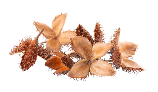 Beechnuts seeds isolated on white background. European beech nuts or Fagus sylvatica. Clipping path.