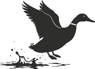 Obraz premium Silhouette of a mallard duck taking flight from water splashing drops