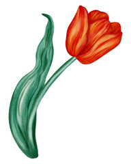 Watercolor illustration of a red tulip. Flower. This spring floral illustration is perfect for holiday cards, birthdays, International Women's Day, Easter cards, and romantic designs.