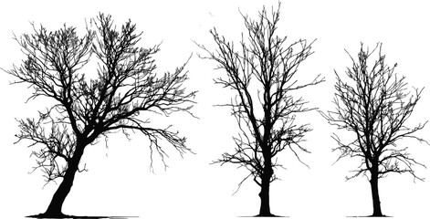 Three distinct leafless tree silhouettes with intricate branching patterns leaning and upright against white  © MdNoor