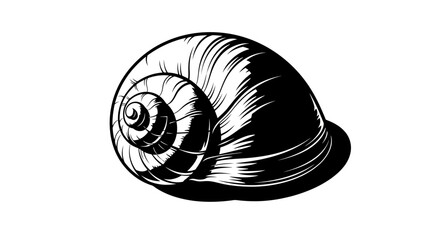 Black and white illustration of a single snail shell. © dailystock