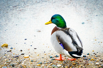 Obraz premium mallard duck on a rocky ground
