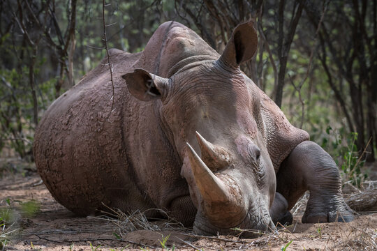 Resting white rhinoceros Khama Rhino Sanctuary reservation, Botswana safari wildlife, Wild animal in the nature habitat. This is Africa.