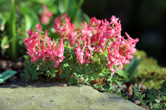 Macro image of pink Fumewort blooms, Nottinghamshire England

