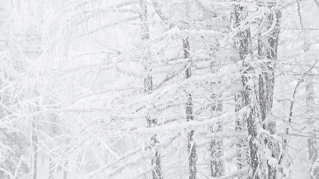 The frozen forest